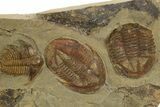 Line of Five Trilobites ( Species) - Fezouata Formation #328561-2